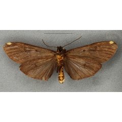 /filer/webapps/moths/media/images/W/watsoni_Phryganopteryx_HT_NHMUKb.jpg