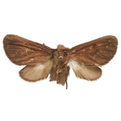 /filer/webapps/moths/media/images/O/owamboensis_Owambarctia_HT_RMCA_01.jpg