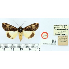 /filer/webapps/moths/media/images/P/primulinella_Ulotrichopus_HT_BMNH.jpg