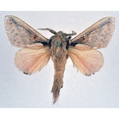 /filer/webapps/moths/media/images/E/eccrita_Stoermeriana_AM_NHMO.jpg