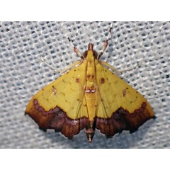 /filer/webapps/moths/media/images/F/filalis_Isocentris_A_Bippus.jpg