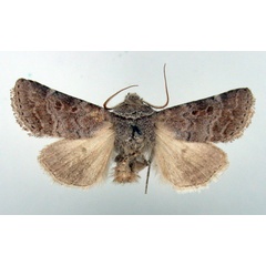 /filer/webapps/moths/media/images/F/ferrogrisea_Caffristis_AM_BMNH.jpg