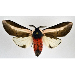 /filer/webapps/moths/media/images/S/serena_Galona_AM_NHMO.jpg