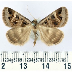 /filer/webapps/moths/media/images/M/masaica_Cerocala_AF_BMNH.jpg