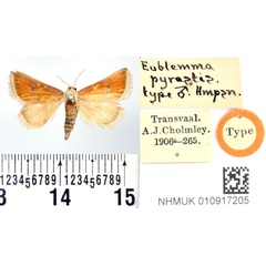/filer/webapps/moths/media/images/P/pyrastis_Eublemma_HT_BMNH.jpg