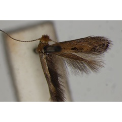 /filer/webapps/moths/media/images/R/ruficoma_Bucculatrix_HT_BMNH.jpg