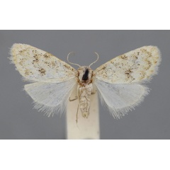 /filer/webapps/moths/media/images/C/cretacea_Nola_HT_BMNH.jpg