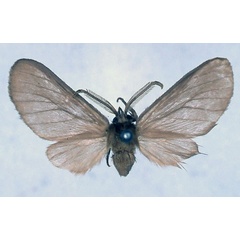 /filer/webapps/moths/media/images/N/nyasae_Apisa_HT_BMNH_01.jpg