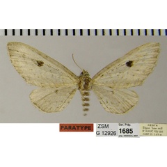 /filer/webapps/moths/media/images/J/jeanneli_Eupithecia_PTM_ZSM.jpg