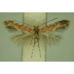 /filer/webapps/moths/media/images/A/anchistea_Phyllonorycter_HT.jpg