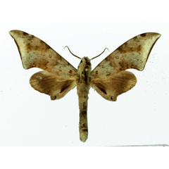 /filer/webapps/moths/media/images/R/retusus_Polyptychus_AM_Basquin_05.jpg