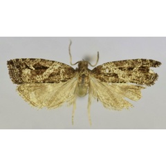 /filer/webapps/moths/media/images/L/latiloba_Epinotia_HT_Trematerrab.jpg