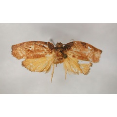 /filer/webapps/moths/media/images/C/cyanombra_Lozotaenia_LT_RMCA_01.jpg