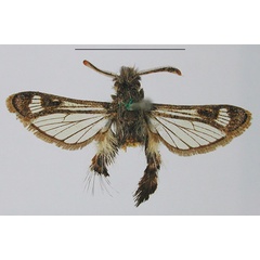 /filer/webapps/moths/media/images/A/aethiopica_Agriomelissa_HT_MNHN.jpg
