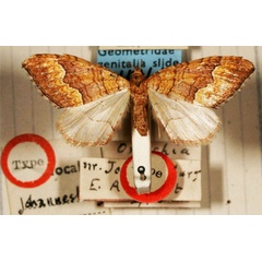 /filer/webapps/moths/media/images/O/olbia_Onychia_HT_BMNH.jpg