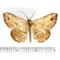 /filer/webapps/moths/media/images/B/brachypecten_Maxera_AM_BMNH_02.jpg