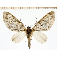 /filer/webapps/moths/media/images/A/aurivilliusi_Lobidiopteryx_A_DePrins_02.jpg