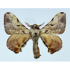 /filer/webapps/moths/media/images/R/ruficollis_Vingerhoedtia_AM_Basquin_02.jpg