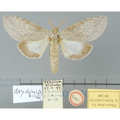 /filer/webapps/moths/media/images/D/dasychiroides_Simesia_HT_BMNH.jpg