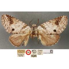 /filer/webapps/moths/media/images/L/lilacina_Stauropus_LT_BMNH.jpg