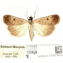 /filer/webapps/moths/media/images/P/plumbea_Tathorhynchus_AF_BMNH_01.jpg