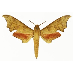 /filer/webapps/moths/media/images/I/illustris_Phylloxiphia_AM_Basquin_01.jpg