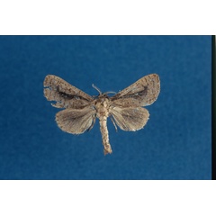 /filer/webapps/moths/media/images/D/dallastai_Kroonia_HT_RMCA.jpg