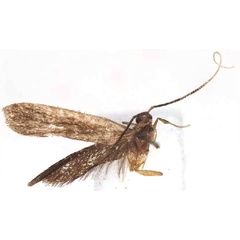 /filer/webapps/moths/media/images/A/andasibensis_Parkiana_HT_BMNH.jpg