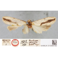 /filer/webapps/moths/media/images/F/fasciata_Prabhasa_HT_BMNHa.jpg