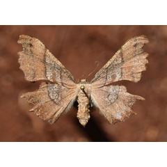 /filer/webapps/moths/media/images/E/erosa_Xenimpia_AF_Butler.jpg
