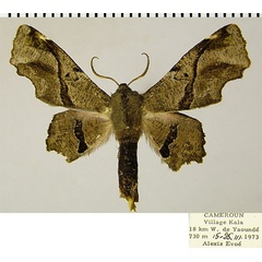 /filer/webapps/moths/media/images/N/nigraria_Thenopa_AM_ZSMa.jpg