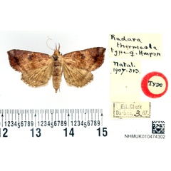 /filer/webapps/moths/media/images/T/thermeola_Radara_HT_BMNH.jpg