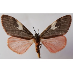 /filer/webapps/moths/media/images/M/miniata_Palasea_AF_Stroehle.jpg