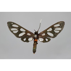 /filer/webapps/moths/media/images/C/ceres_Amata_A_BMNH.jpg