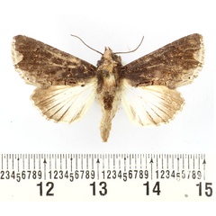 /filer/webapps/moths/media/images/B/banian_Aedia_AF_BMNH.jpg