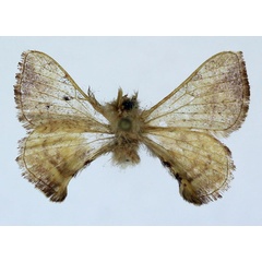 /filer/webapps/moths/media/images/V/versicolora_Racinoa_AM_Basquin_03.jpg