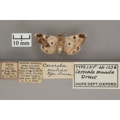 /filer/webapps/moths/media/images/M/munda_Cerocala_HT_OUMNH_02.jpg