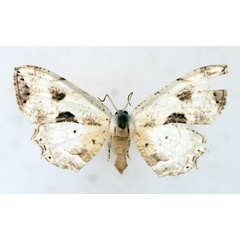 /filer/webapps/moths/media/images/T/triumbrata_Leucoplema_AM_TMSA.jpg
