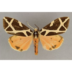 /filer/webapps/moths/media/images/E/ellioti_Seydelia_AM_BMNH_02.jpg