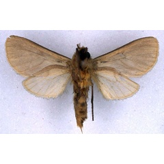 /filer/webapps/moths/media/images/U/uniformis_Metarctia_HT_BMNH_02.jpg