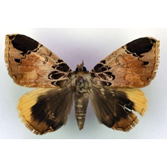 /filer/webapps/moths/media/images/I/intercisa_Achaea_A_RMCA.jpg