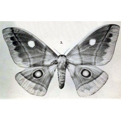 /filer/webapps/moths/media/images/M/macrops_Nudaurelia_STF_Rebel_1917b_5-3.jpg