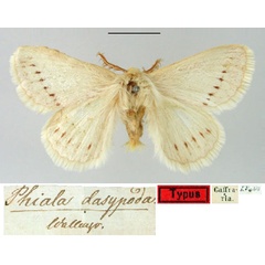 /filer/webapps/moths/media/images/D/dasypoda_Phiala_HT_SNHM.jpg