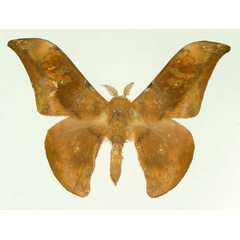 /filer/webapps/moths/media/images/K/kasaiensis_Orthogonioptilum_AM_Basquin.jpg