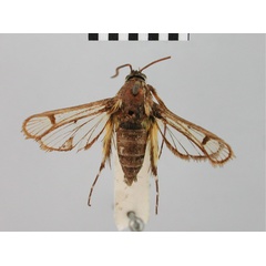 /filer/webapps/moths/media/images/M/marisa_Crinipus_HT_BMNH.jpg