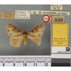 /filer/webapps/moths/media/images/B/brunneata_Dasychira_HT_BMNHa.jpg