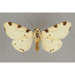 /filer/webapps/moths/media/images/T/thomensis_Disparctia_ST_BMNH.jpg
