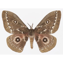 /filer/webapps/moths/media/images/T/tyrrhea_Gonimbrasia_AM_Basquina.jpg