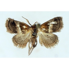 /filer/webapps/moths/media/images/P/pseudobisecta_Halseyia_AF_TMSA.jpg