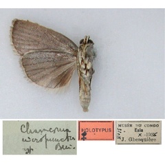 /filer/webapps/moths/media/images/M/micropuncta_Charasoma_HT_RMCA_02.jpg